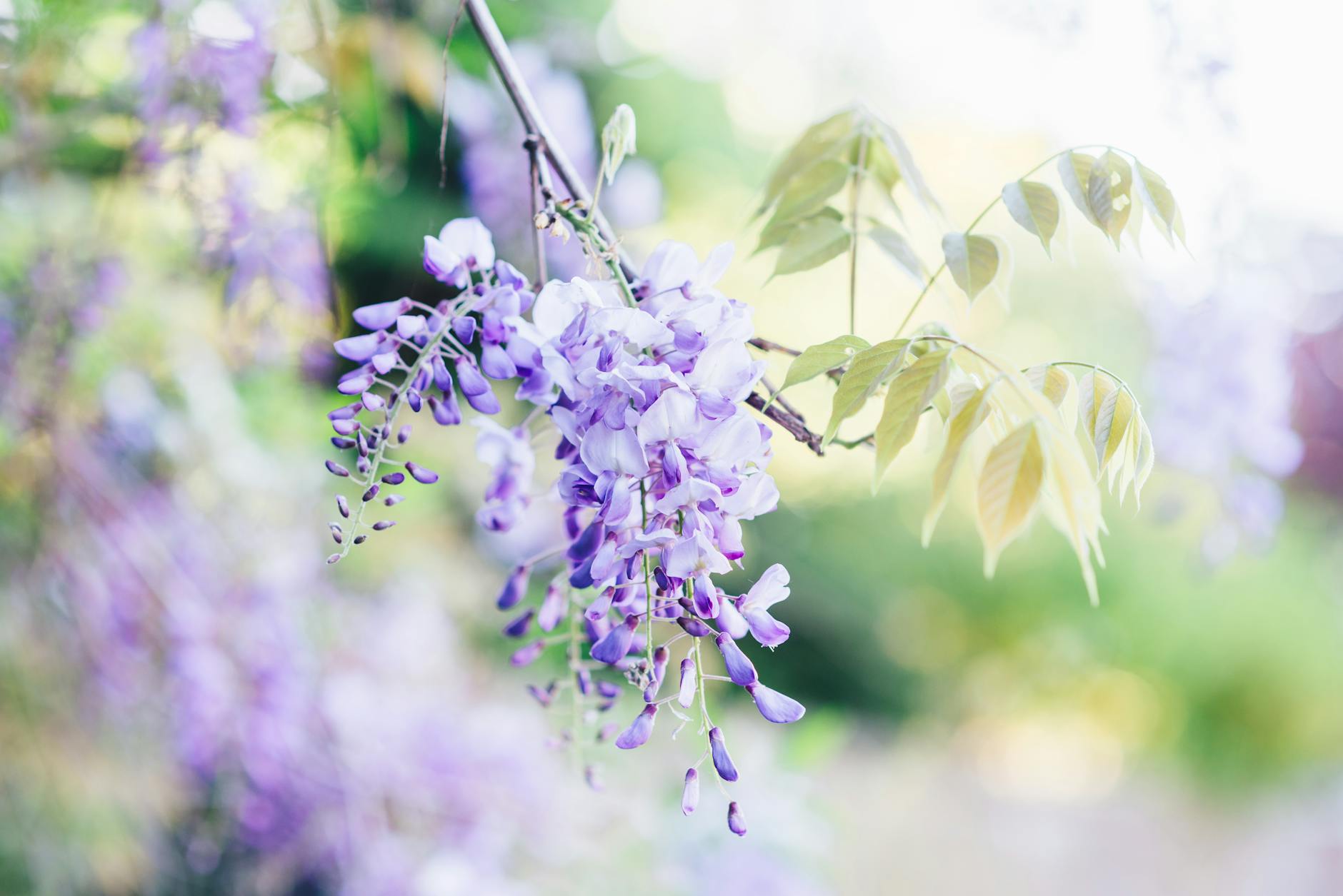 wisteria_flower