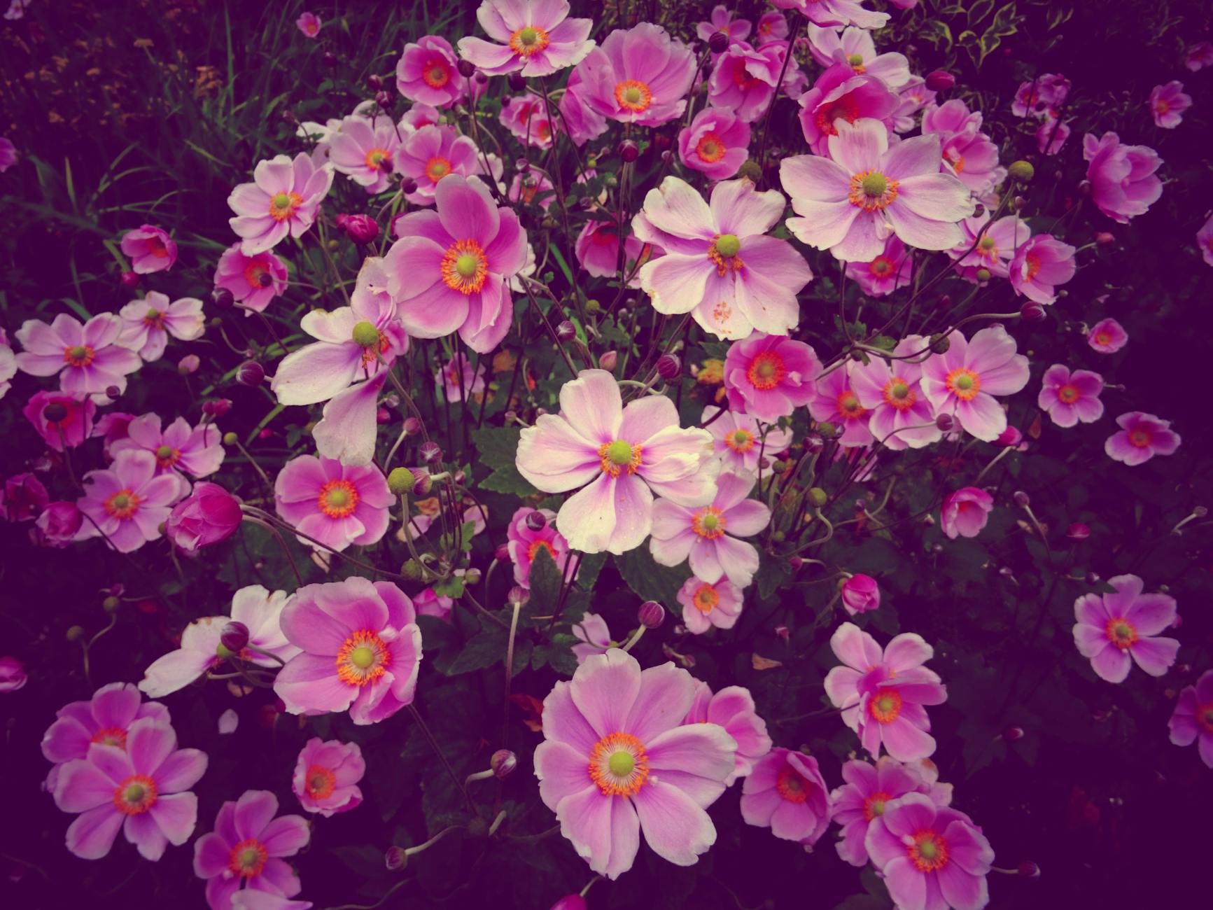 pink_flowers