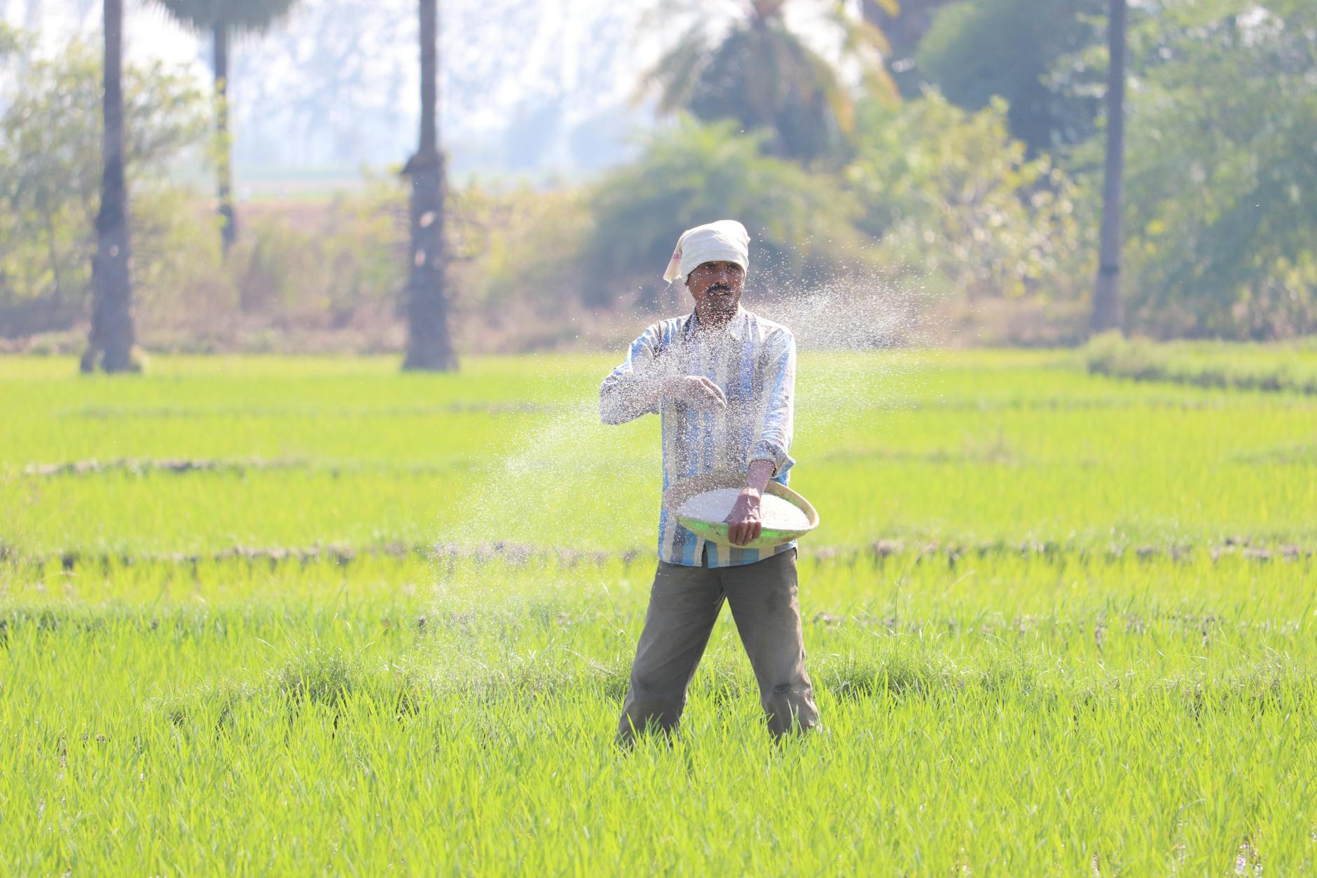fertilizer_price_hike