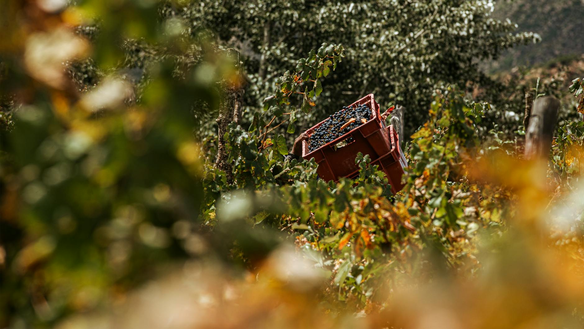 vineyard_harvest