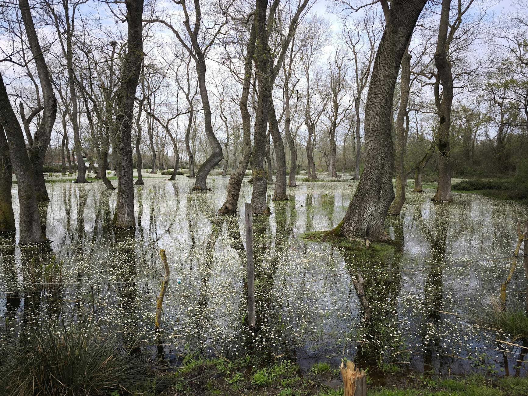 cursed_swamps