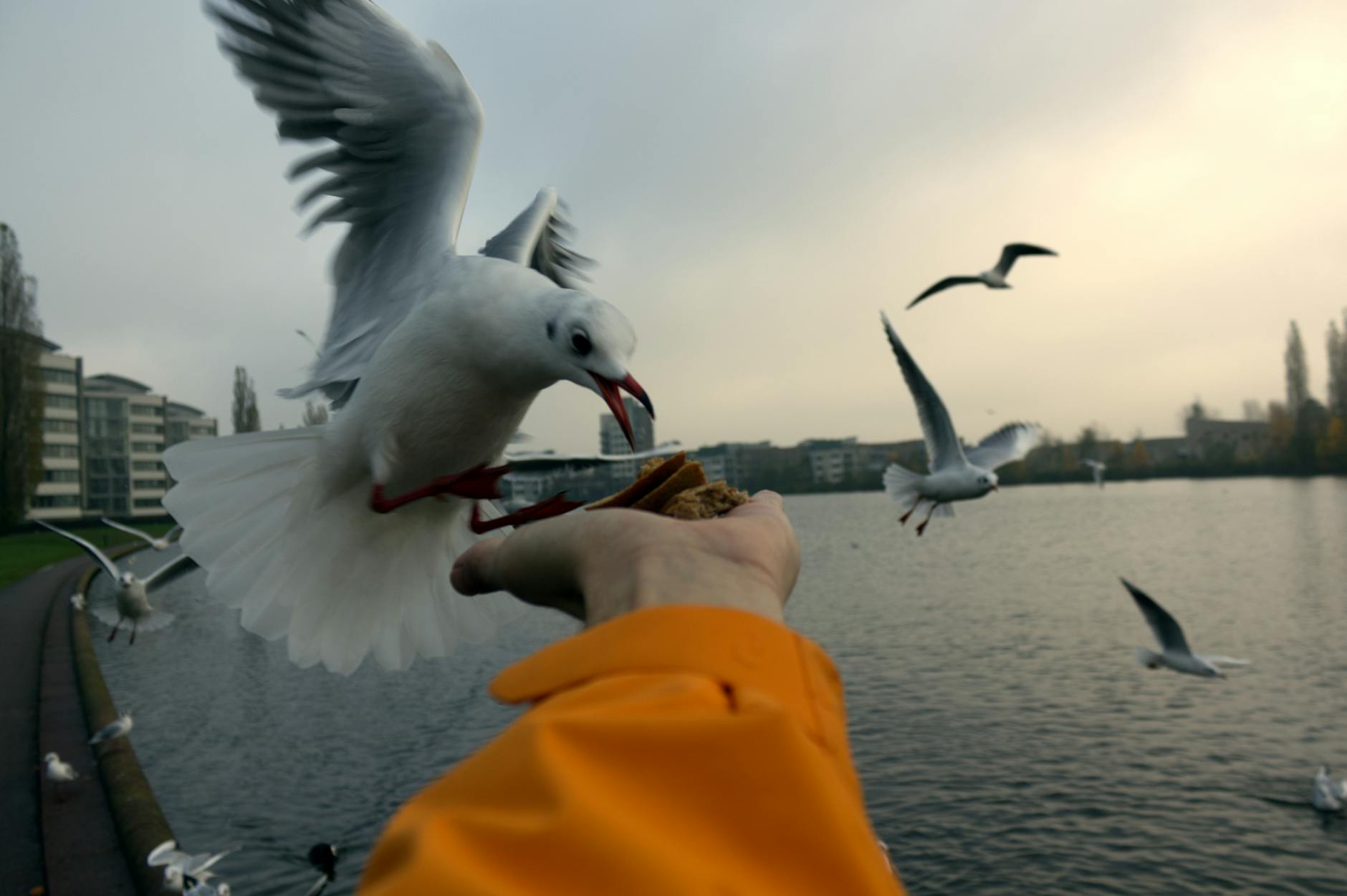 bird_attack